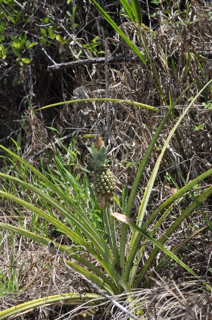 Ananas sur la savane roche