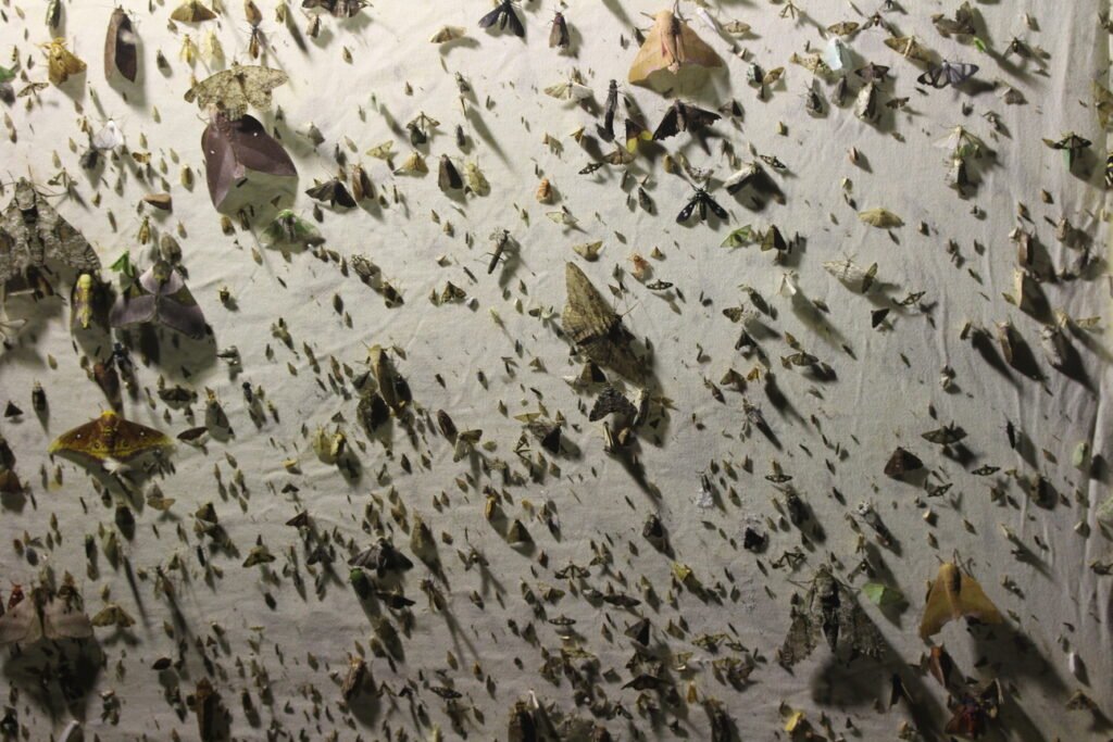 Le piège lumineux vers minuit