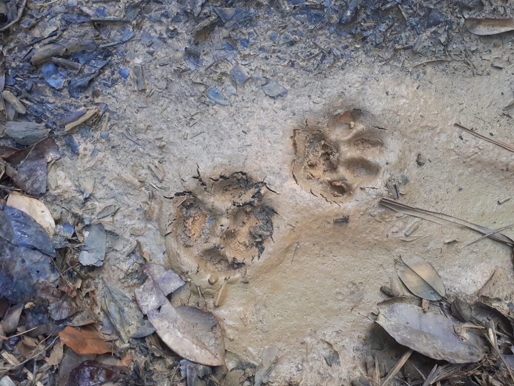Traces de jaguars