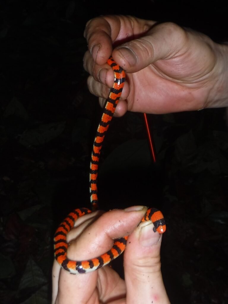 Serpent à deux têtes faux corail