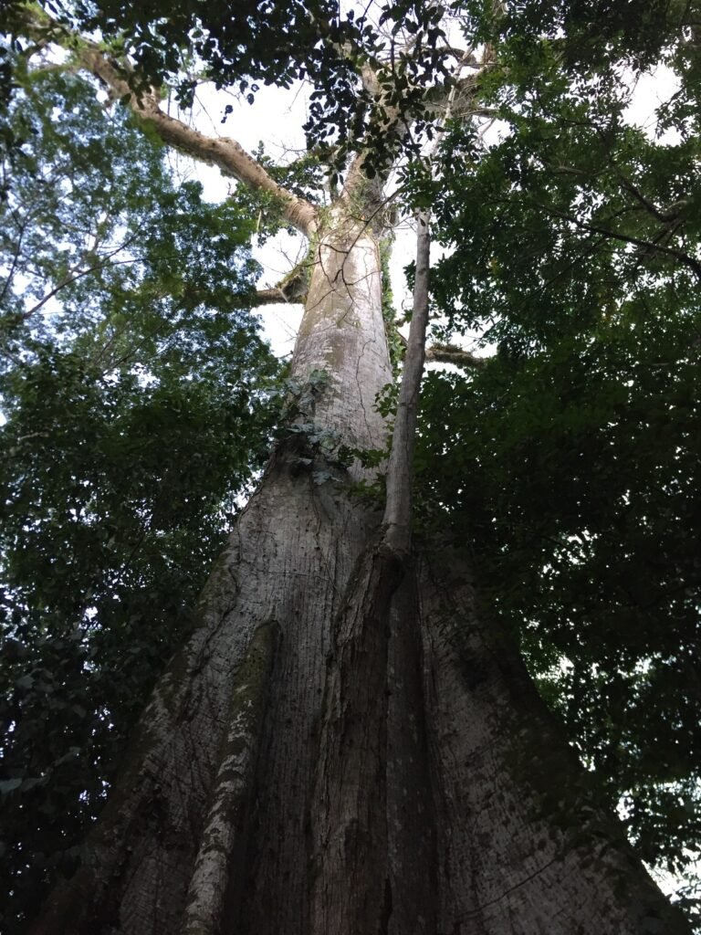 L'arbre de l'année 2015 à Saül
