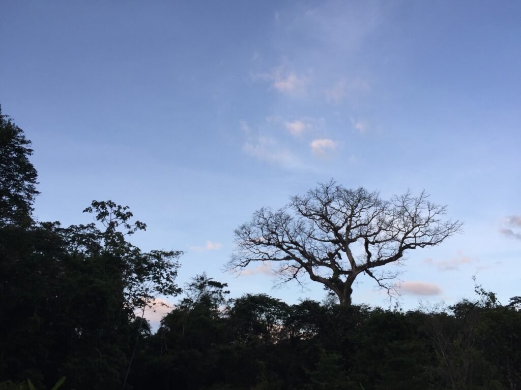 L'arbre de l'année 2015 à Saül