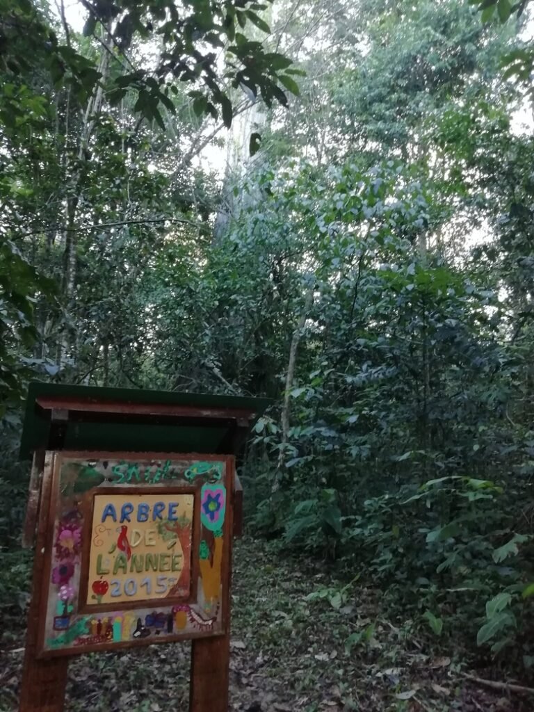 L'arbre de l'année 2015 à Saül