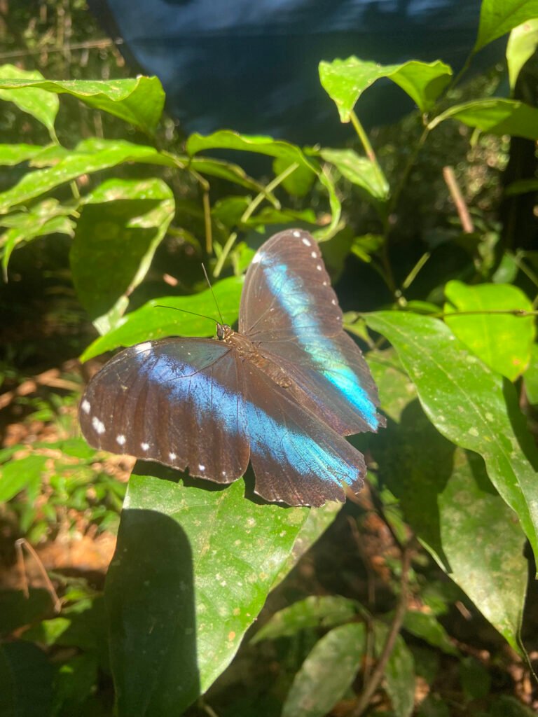 Papillon bleu barré