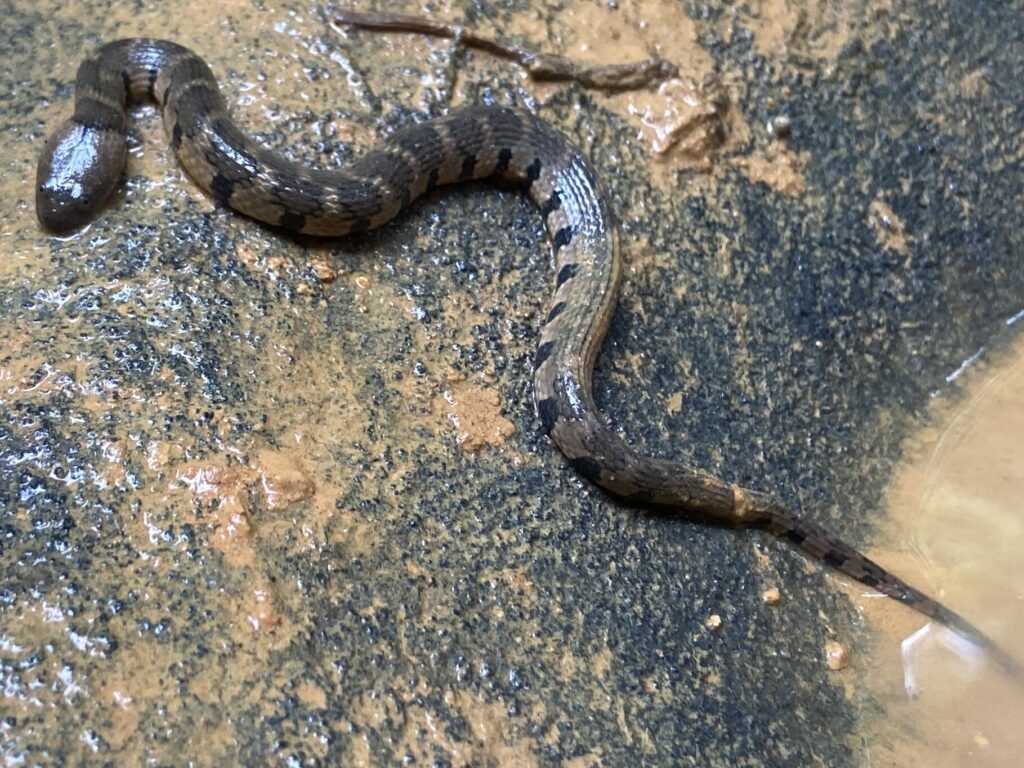 Helicops cobra d'eau