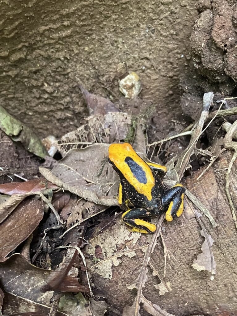 Dendrobate à tapirer