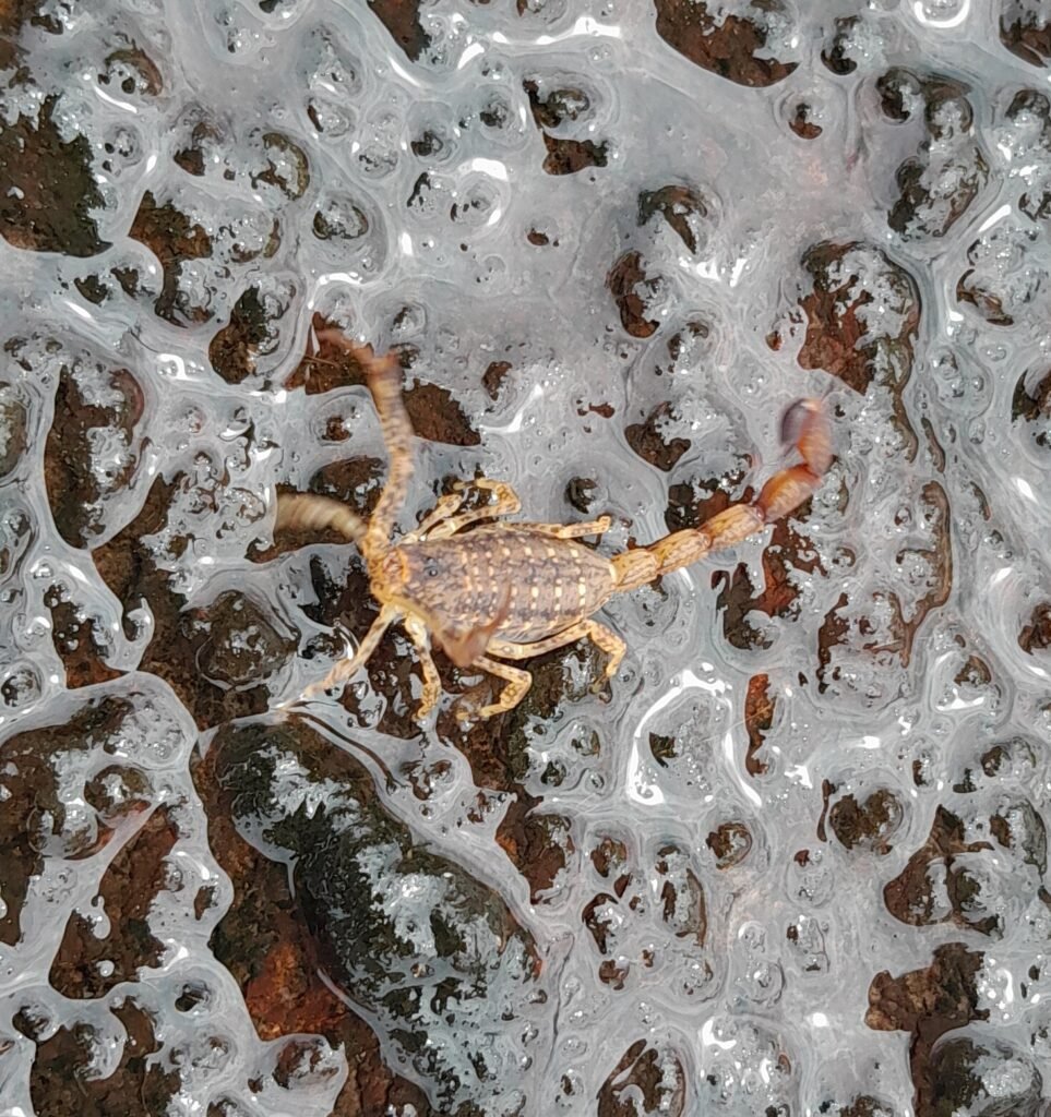Scorpion tityus