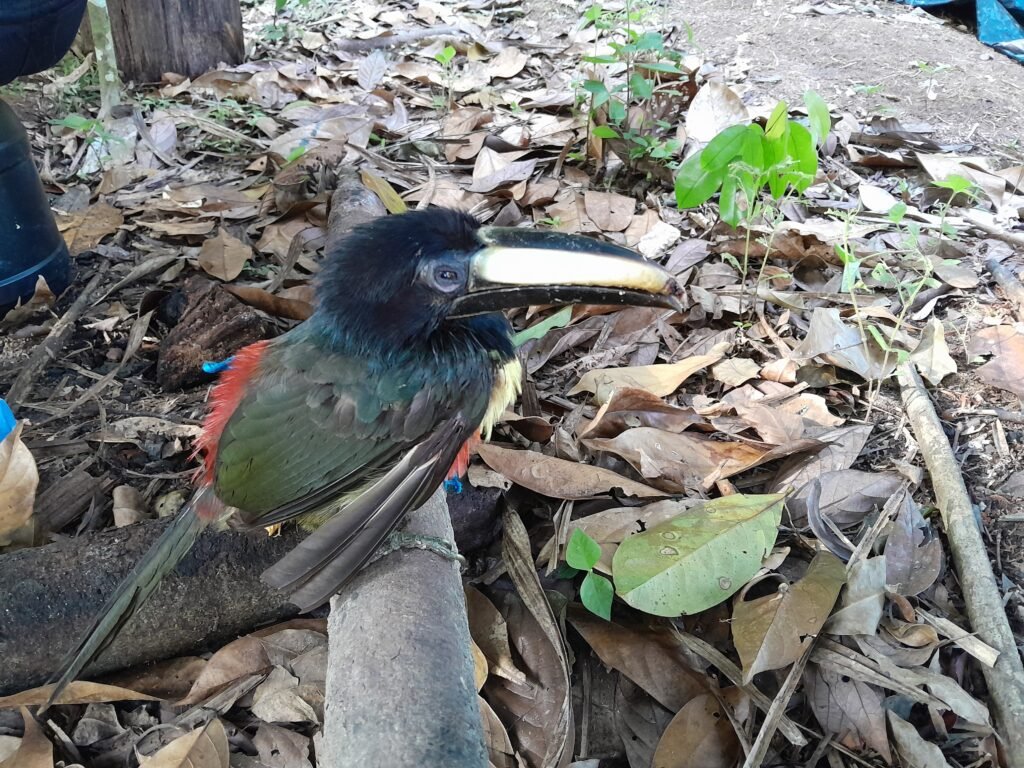 Jeune Toucan tombé du nid